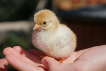 A chick sitting on a hand